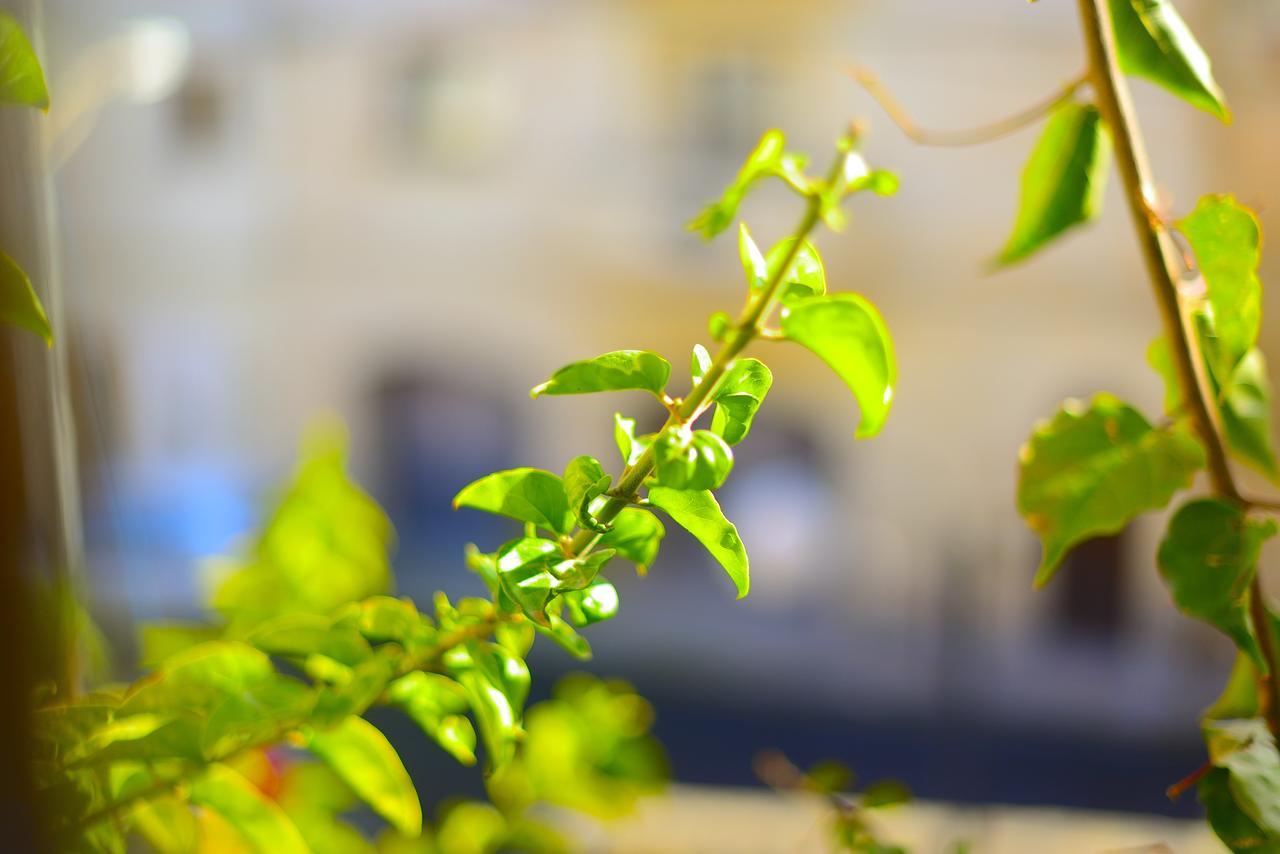 The Burrow Guest House Tarxien Eksteriør bilde